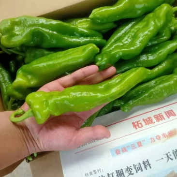 河南鲜辣椒大量接单供应中，商超电商平台市场大量有货