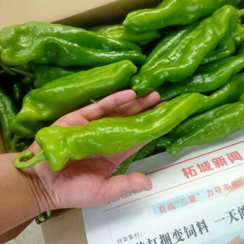 河南鲜辣椒大量接单供应中，商超电商平台市场大量有货