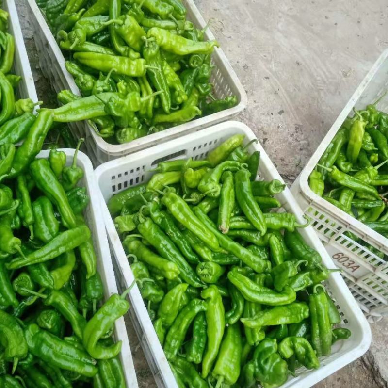 河南鲜辣椒大量接单供应中，商超电商平台市场大量有货