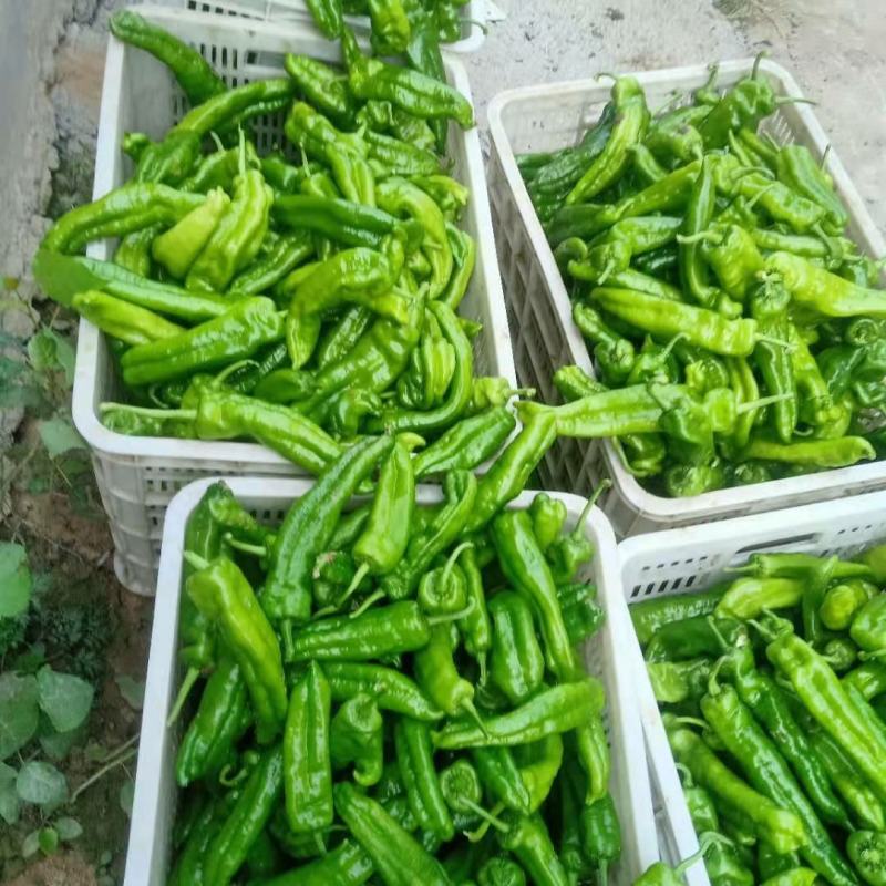 河南鲜辣椒大量接单供应中，商超电商平台市场大量有货