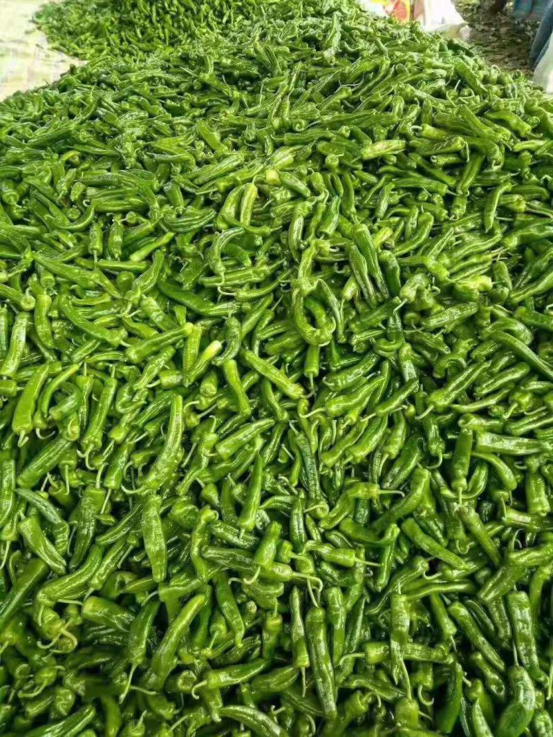 河南鲜辣椒大量接单供应中，商超电商平台市场大量有货
