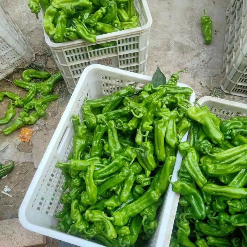 河南鲜辣椒大量接单供应中，商超电商平台市场大量有货