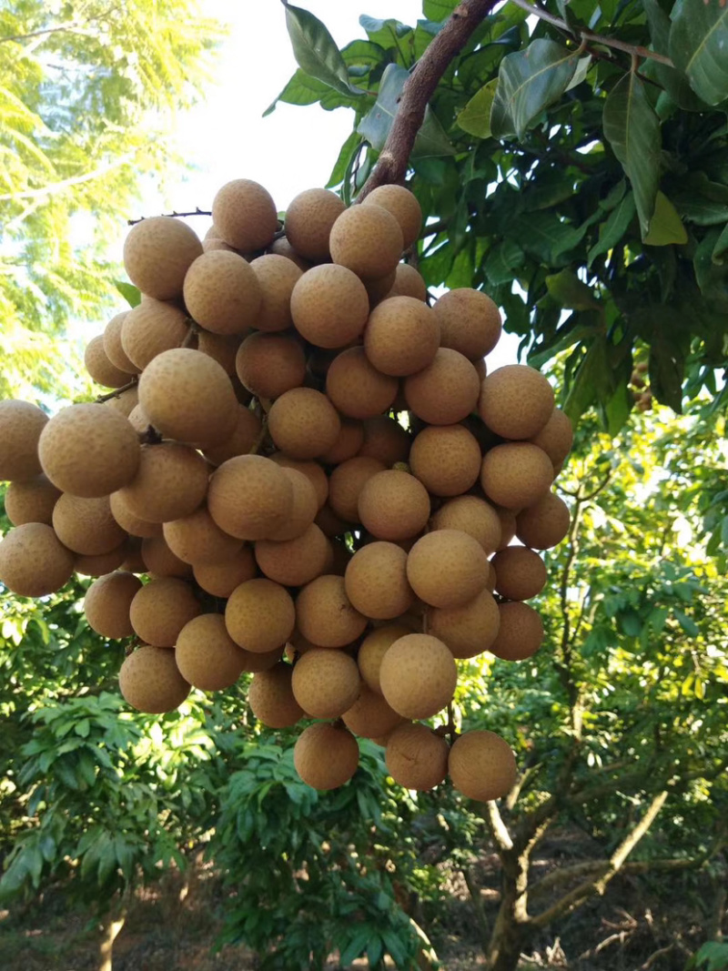福安龙眼松风本立冬本