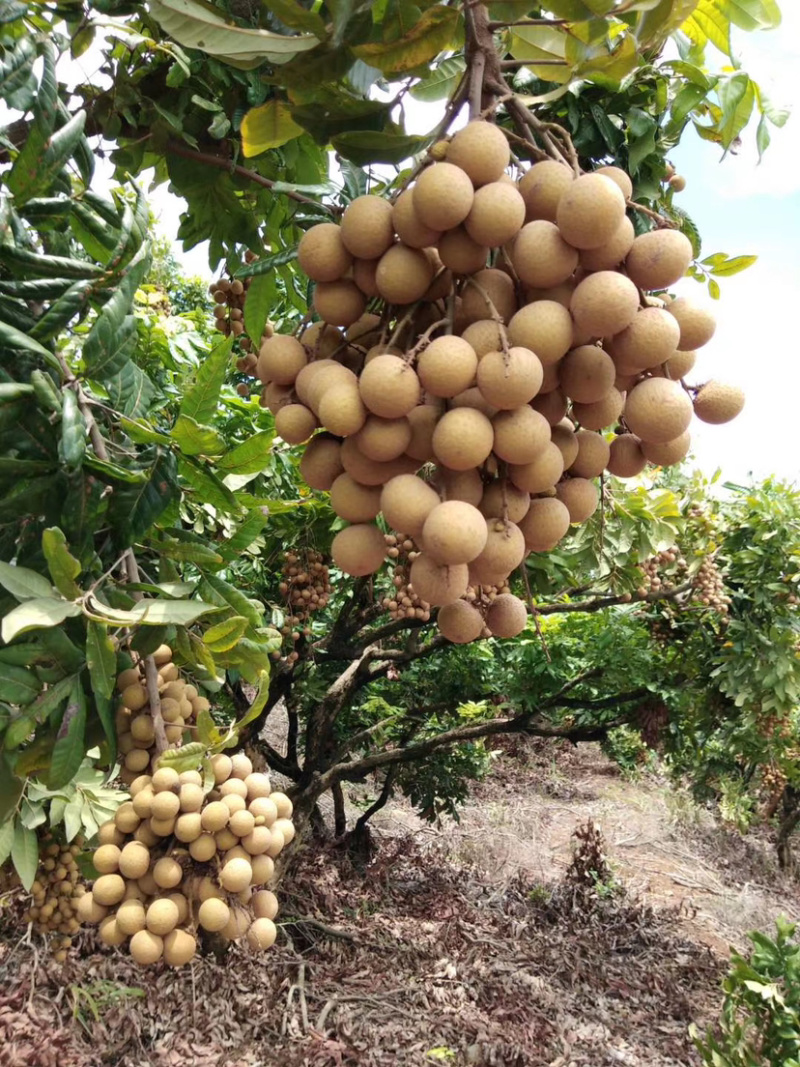 福安龙眼松风本立冬本