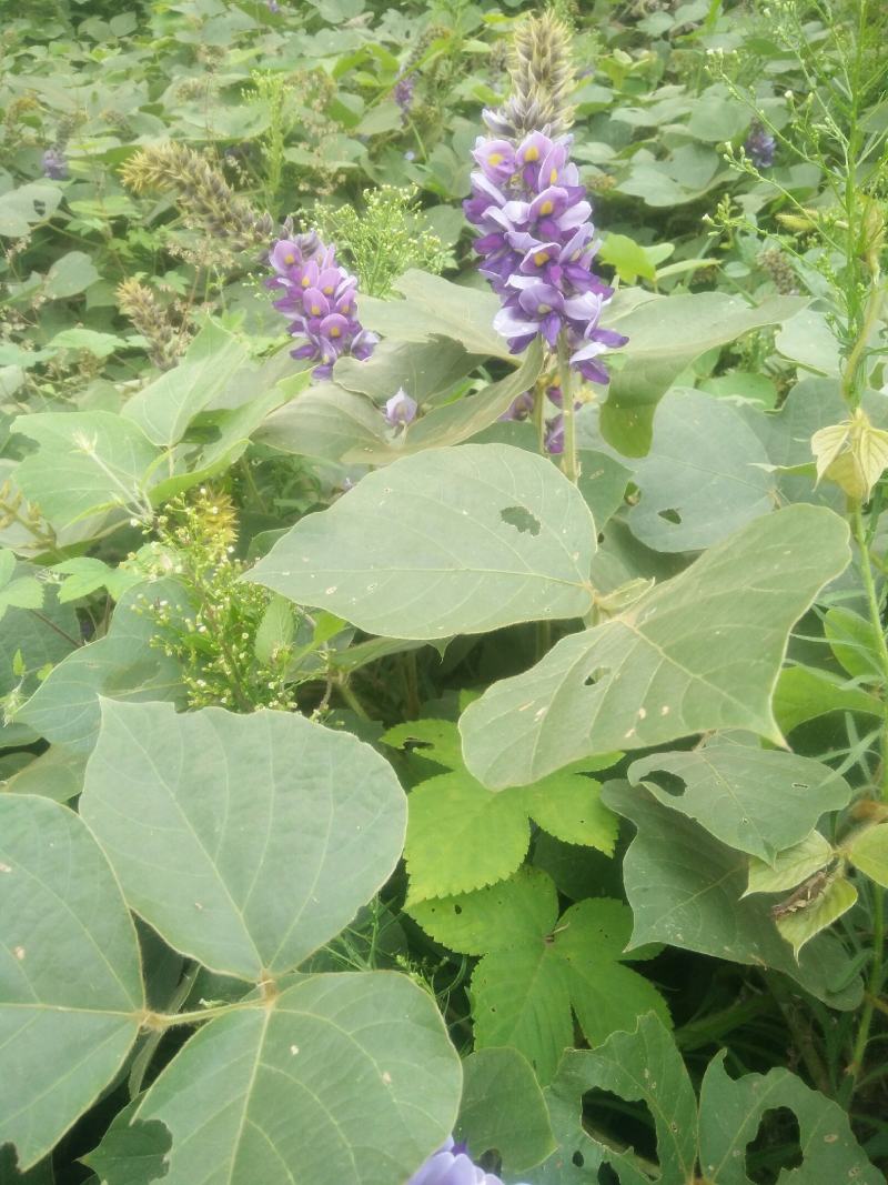 有大量的大葛花和小葛花出售