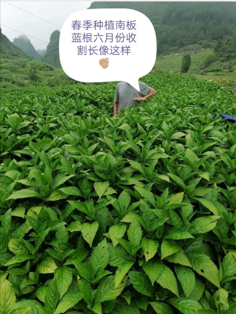 贵州独山农家种植南板蓝根欢迎采购