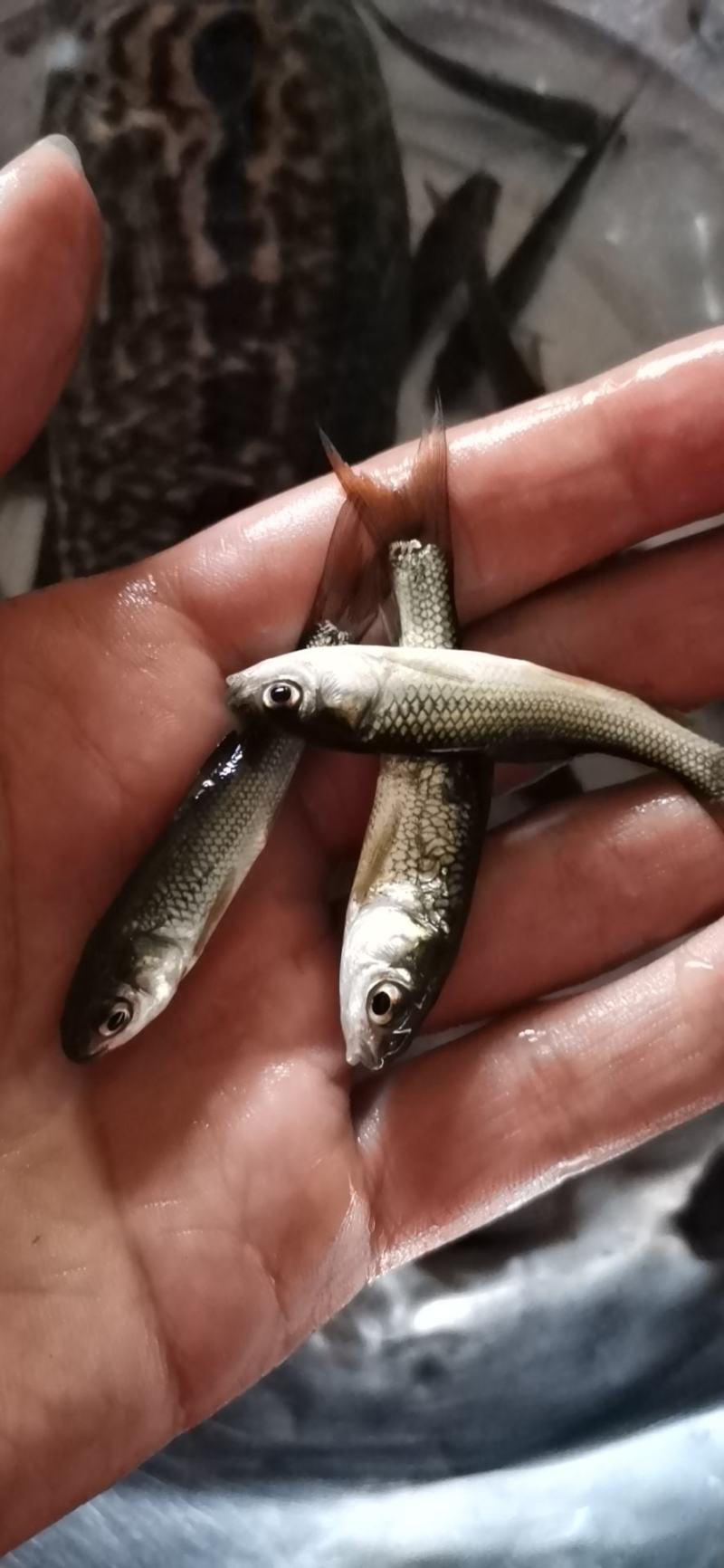 铒料鱼，野鲮鱼苗，粒鱼苗，水花苗，规格齐全，质量保证，