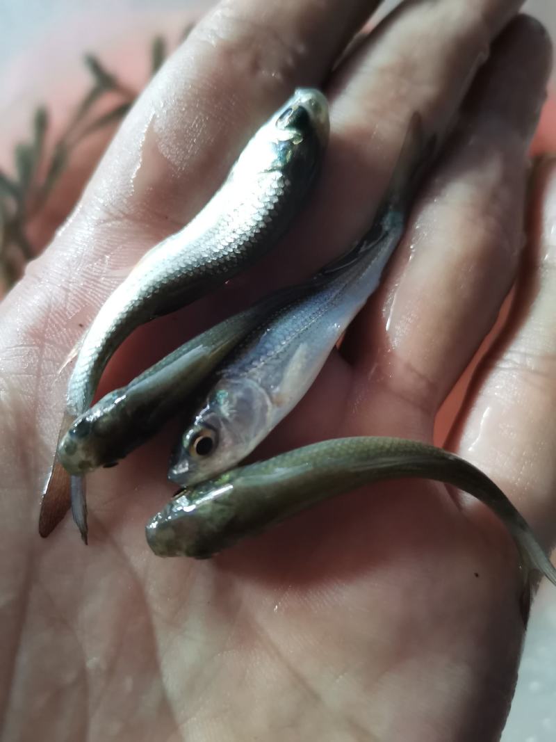 铒料鱼，野鲮鱼苗，粒鱼苗，水花苗，规格齐全，质量保证，