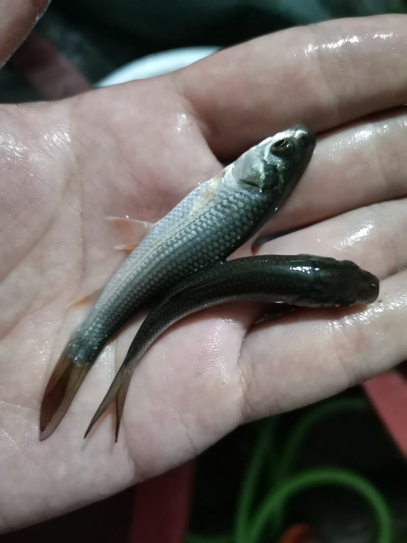 铒料鱼，野鲮鱼苗，粒鱼苗，水花苗，规格齐全，质量保证，