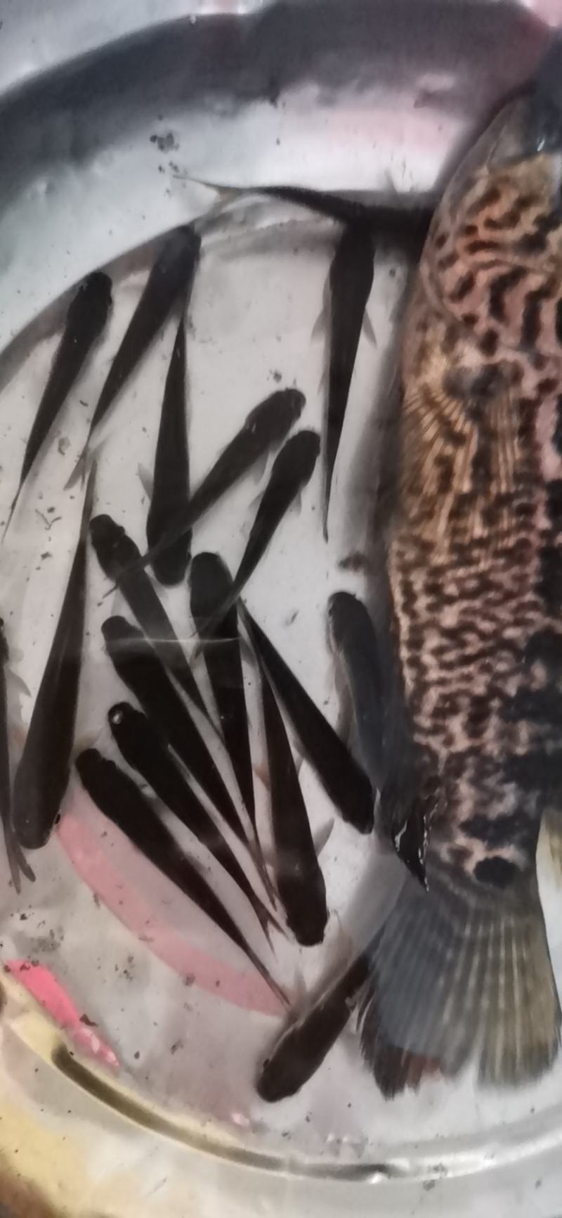 铒料鱼，野鲮鱼苗，粒鱼苗，水花苗，规格齐全，质量保证，