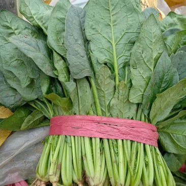河北衡水菠菜即将上市了