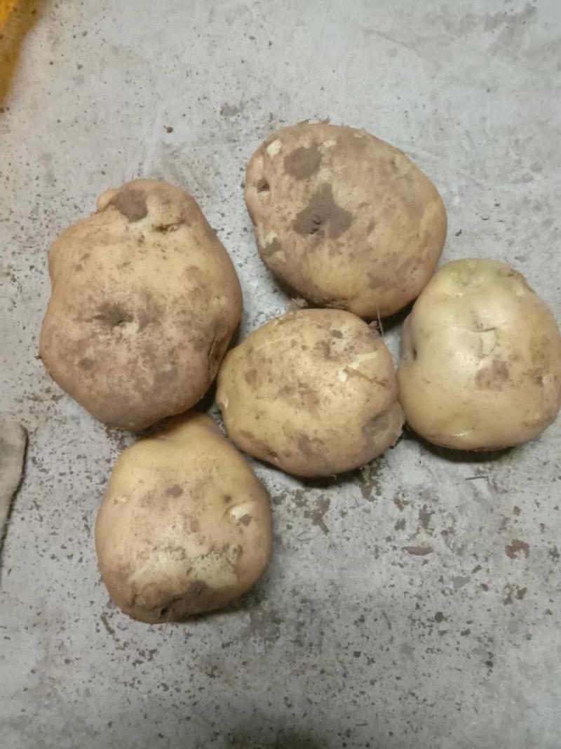 晋薯十六号土豆旱地一土豆
