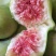 正宗威海青皮无花果枝条包邮包技术5斤包装每箱68元