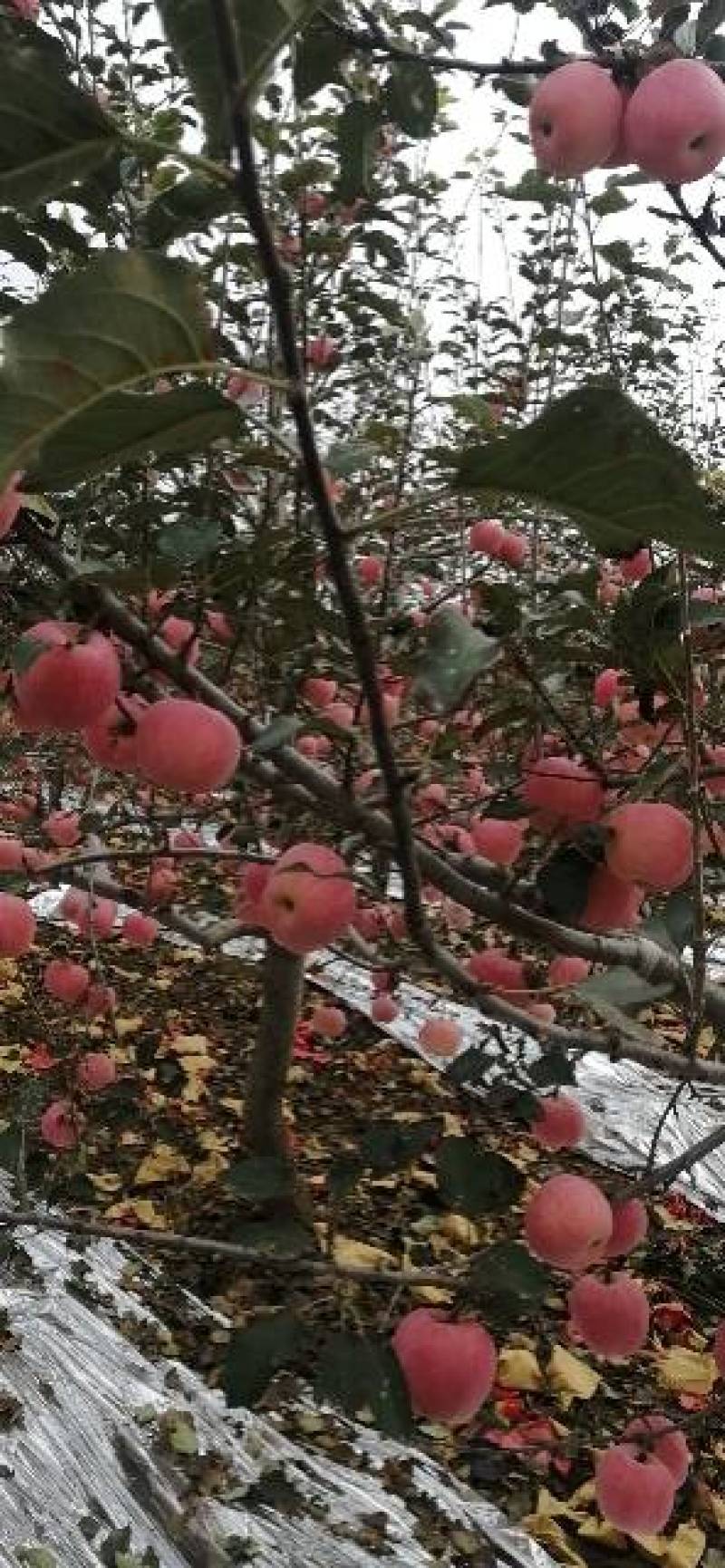 苹果纸加膜，纸袋红富士苹果！