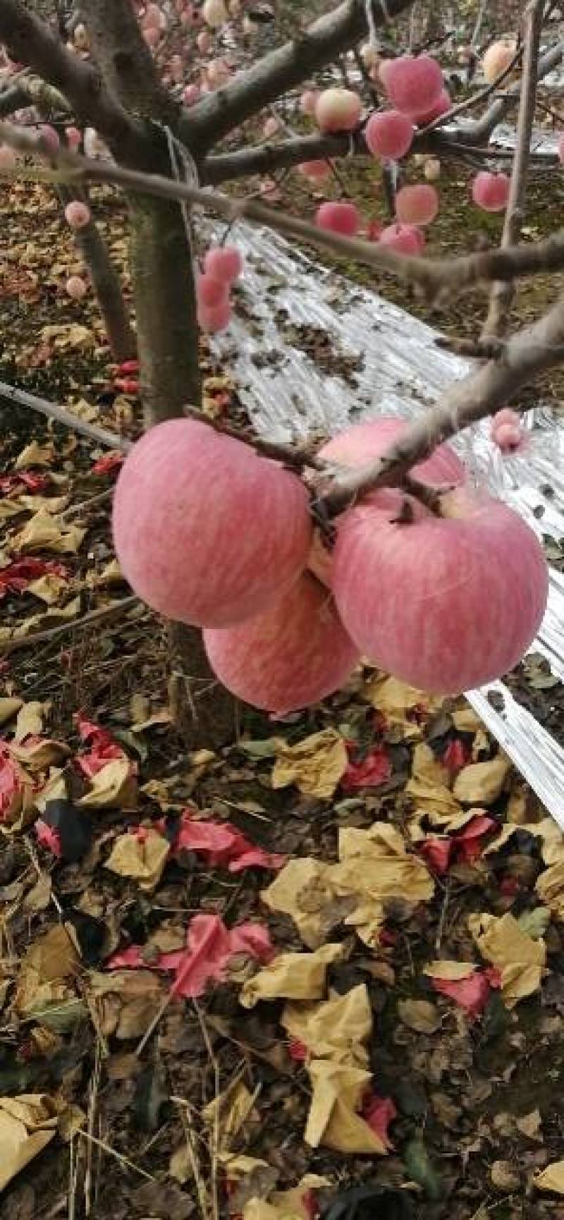 苹果纸加膜，纸袋红富士苹果！