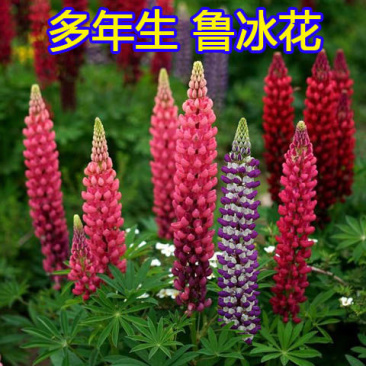 多年生鲁冰花种籽宿根羽扇豆种子四季易种耐寒景观庭院阳台盆