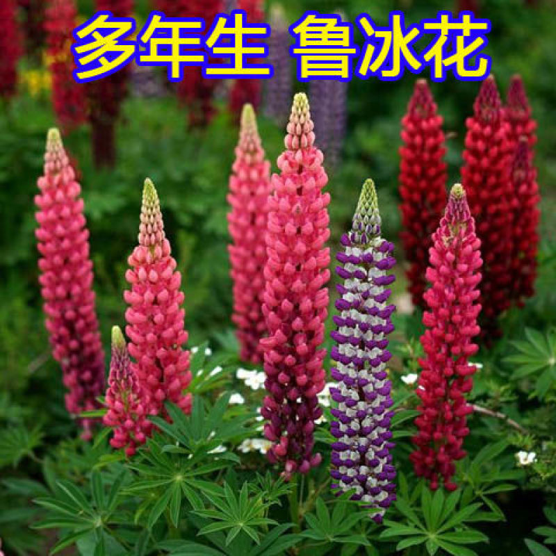 多年生鲁冰花种籽宿根羽扇豆种子四季易种耐寒景观庭院阳台盆