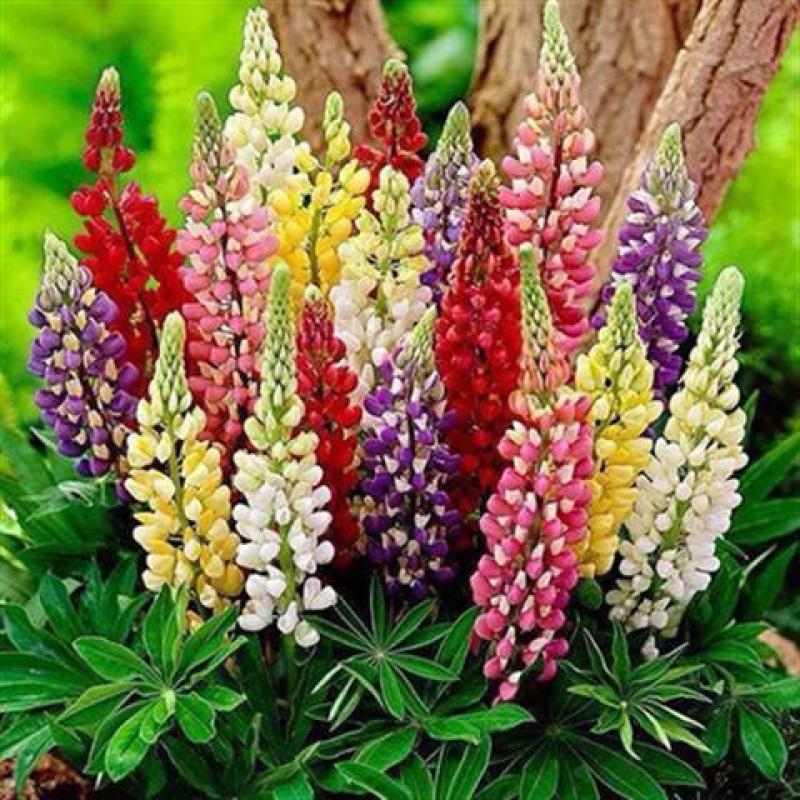多年生鲁冰花种籽宿根羽扇豆种子四季易种耐寒景观庭院阳台盆