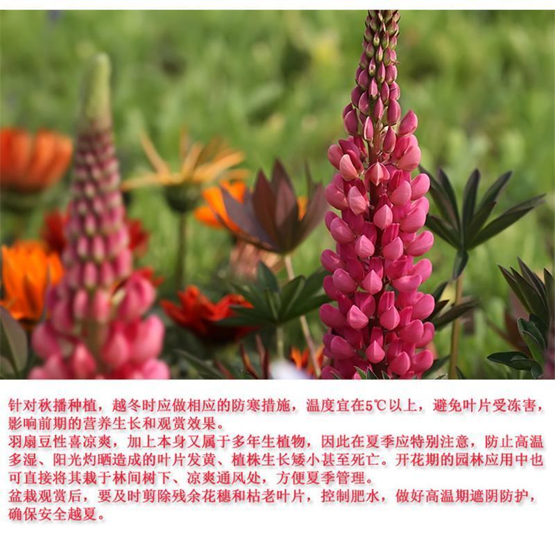 多年生鲁冰花种籽宿根羽扇豆种子四季易种耐寒景观庭院阳台盆