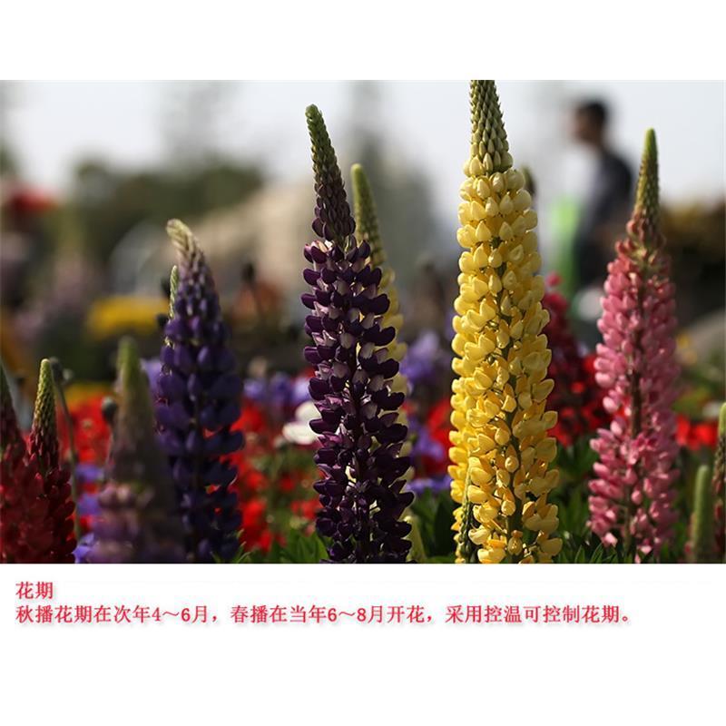 多年生鲁冰花种籽宿根羽扇豆种子四季易种耐寒景观庭院阳台盆