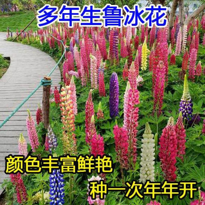多年生鲁冰花种籽宿根羽扇豆种子四季易种耐寒景观庭院阳台盆