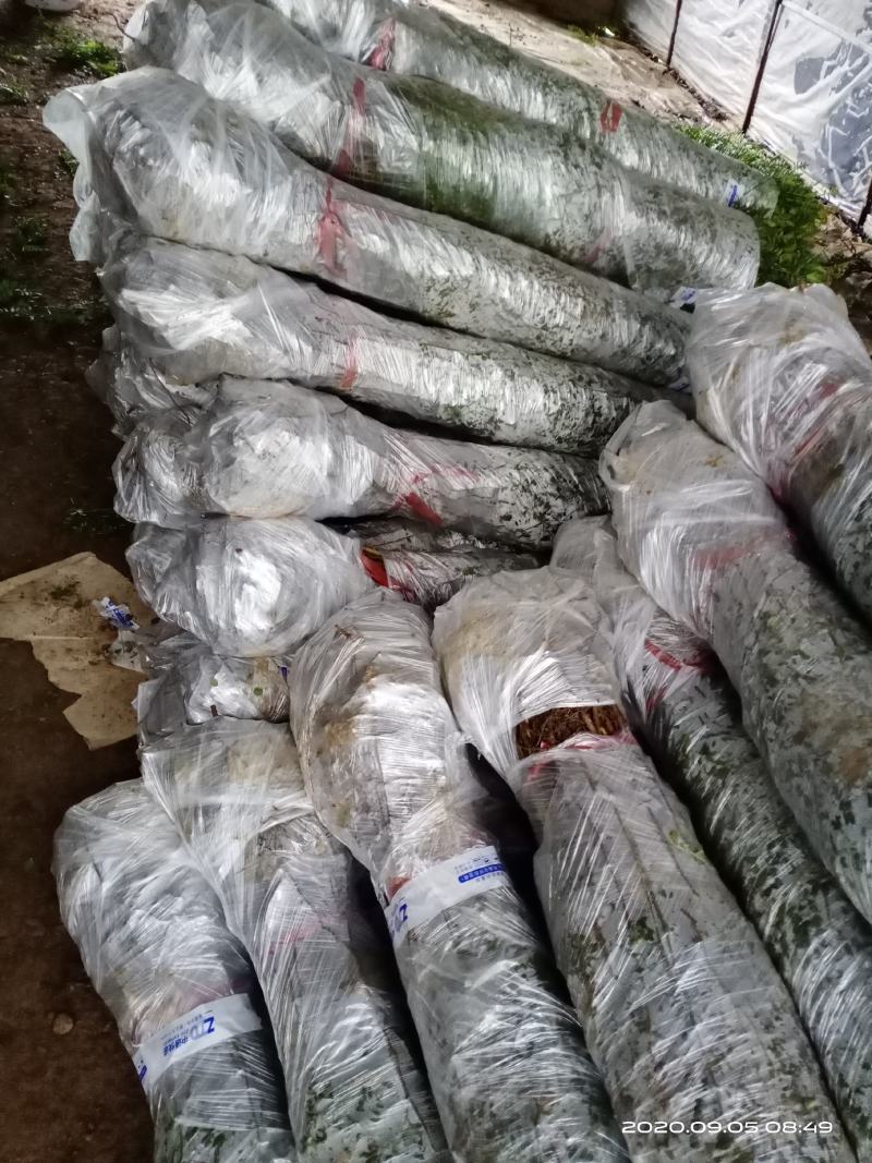 刺梨树苗贵州刺梨苗容易成活一件代发快递包邮
