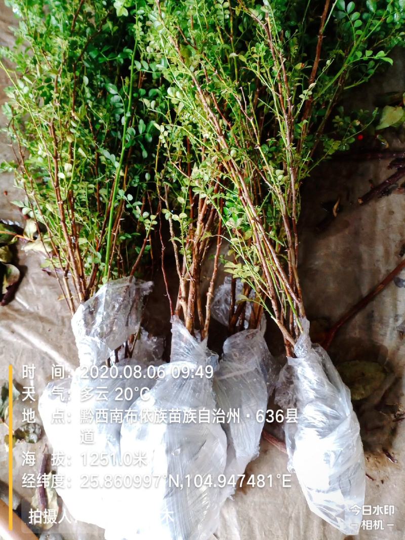 刺梨树苗贵州刺梨苗容易成活一件代发快递包邮