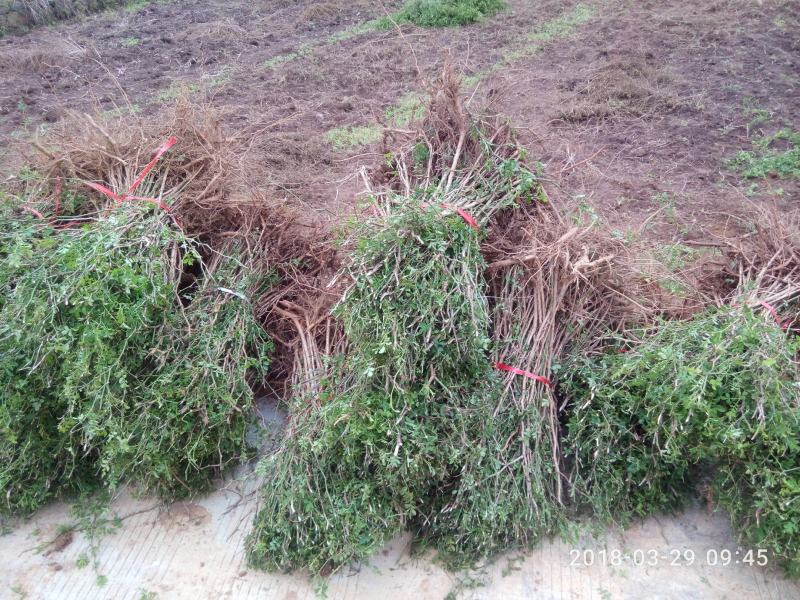 刺梨树苗贵州刺梨苗容易成活一件代发快递包邮