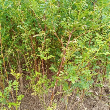 刺梨树苗贵州刺梨苗容易成活一件代发快递包邮