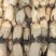 精品大白35，货源充足，欢迎长期合作商