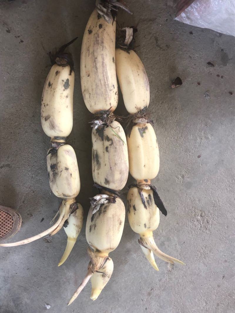 精品大白35，货源充足，欢迎长期合作商