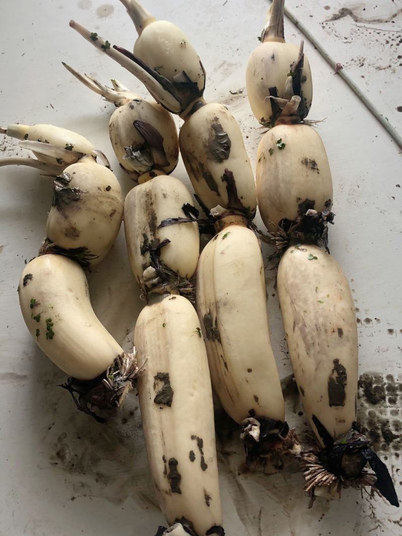 精品大白35，货源充足，欢迎长期合作商