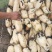 精品大白35，货源充足，欢迎长期合作商