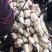 精品大白35，货源充足，欢迎长期合作商