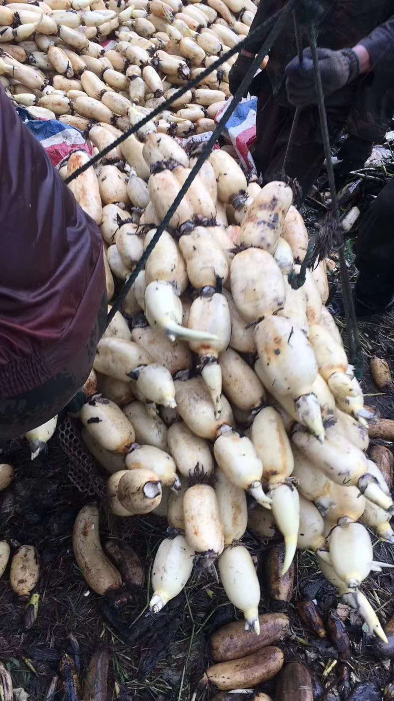 精品大白35，货源充足，欢迎长期合作商