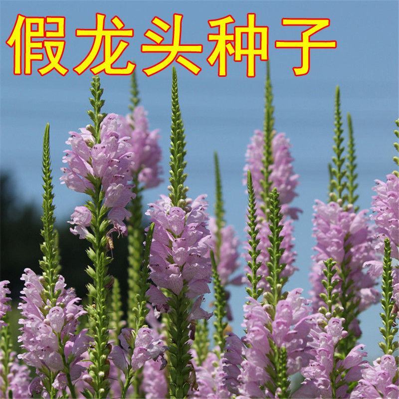 假龙头花种花籽多年生耐寒耐热室内阳台盆栽宿根假龙头花卉种
