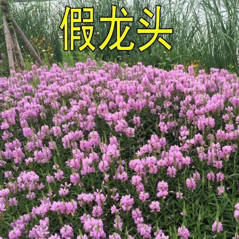 假龙头花种花籽多年生耐寒耐热室内阳台盆栽宿根假龙头花卉种