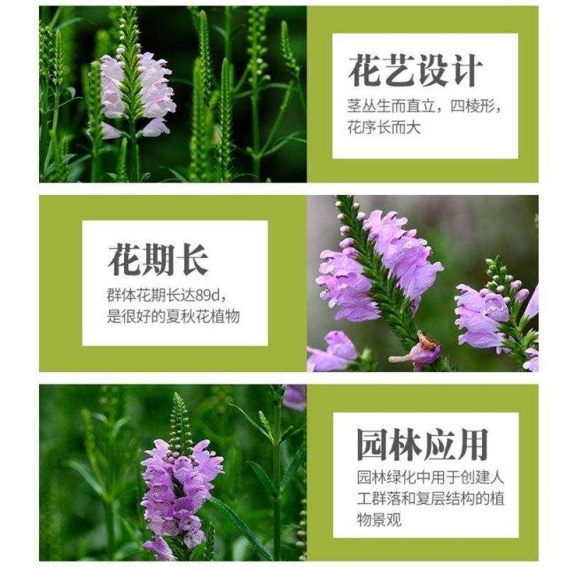 假龙头花种花籽多年生耐寒耐热室内阳台盆栽宿根假龙头花卉种
