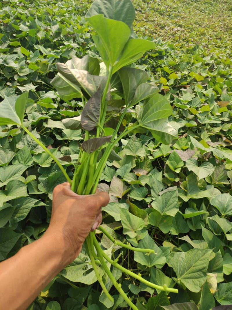 西瓜红苗地瓜苗普薯32苗脱毒苗蔓头苗