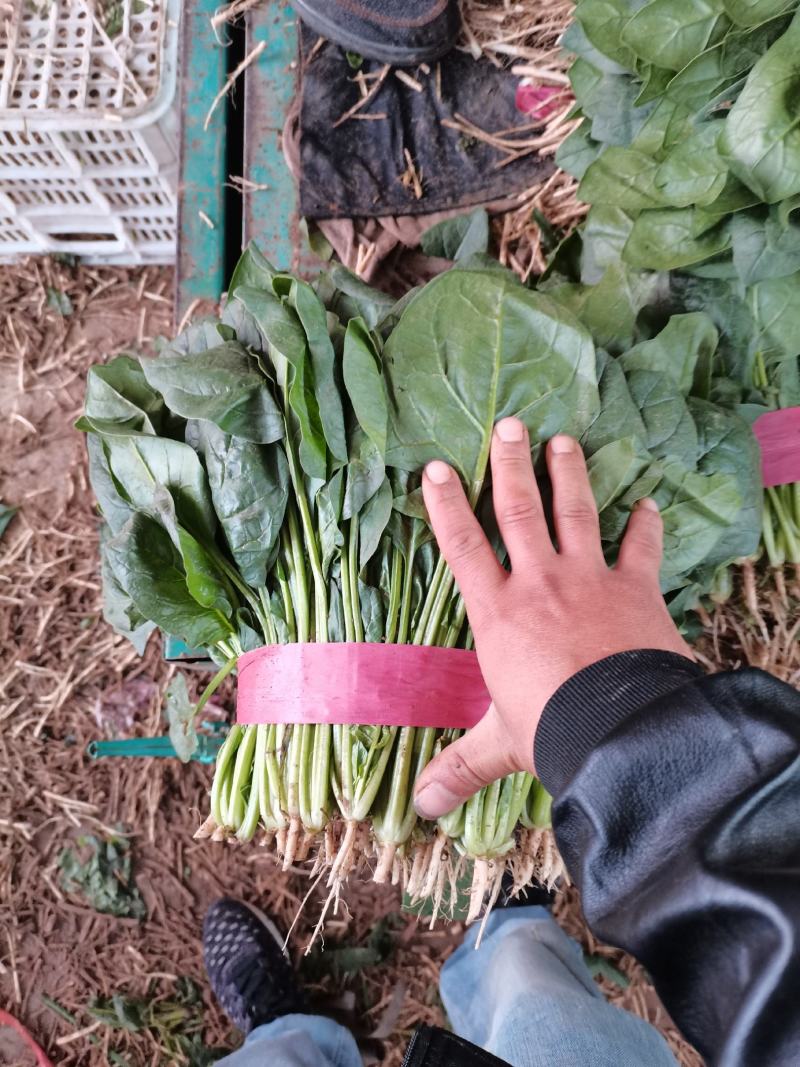 精品小菠菜，大量供应，20公分到25公分，需要的老板联系