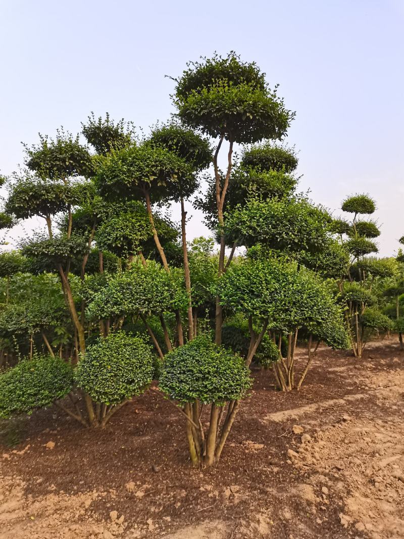 小叶女贞造型树大量有货，基地直供