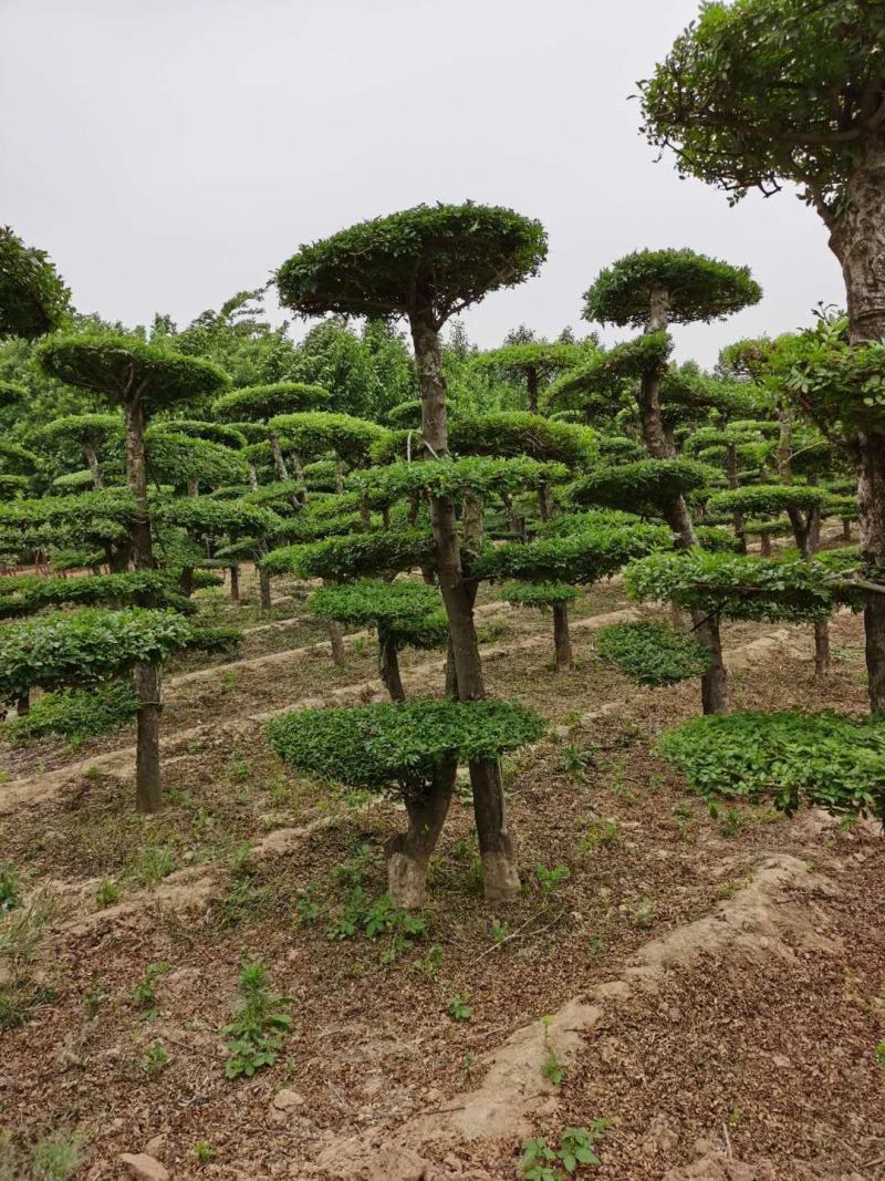 小叶女贞造型树大量有货，基地直供