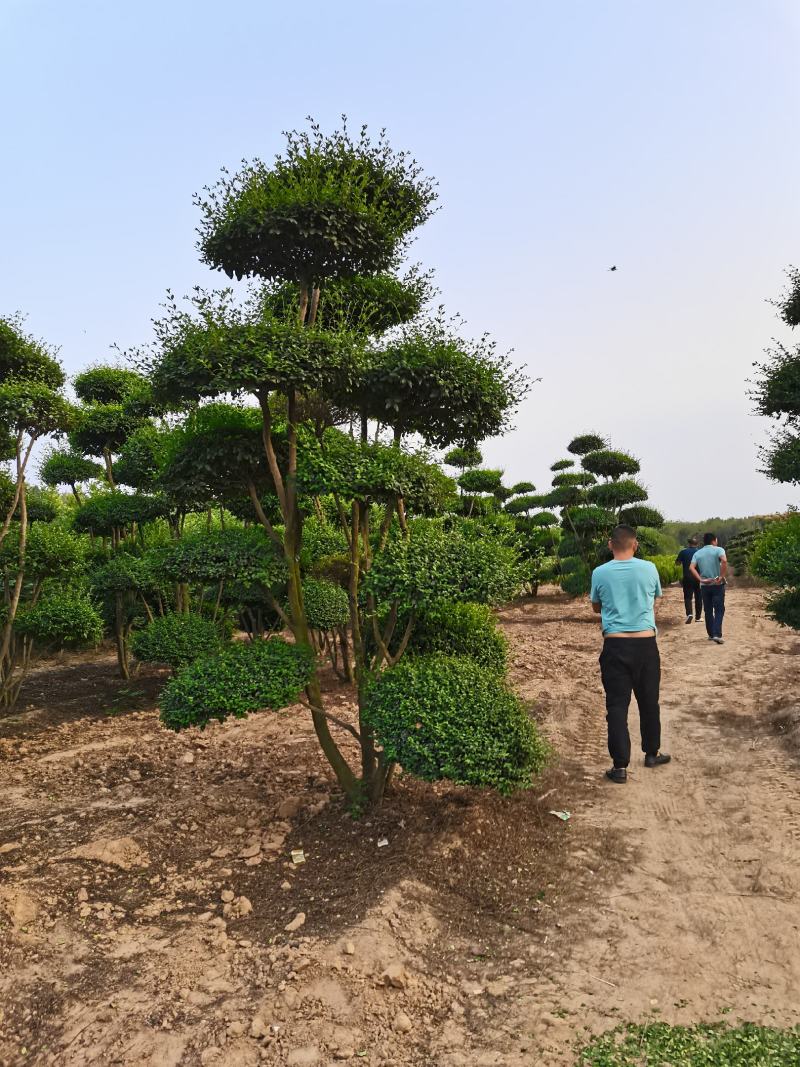 造型女贞树/女贞造型树/景观树/河南造型树基地直发