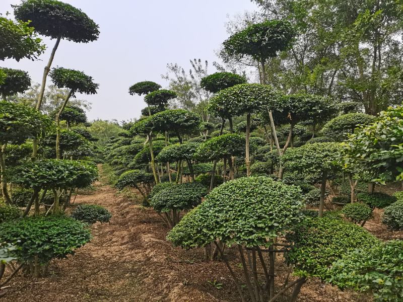 造型女贞树/女贞造型树/景观树/河南造型树基地直发