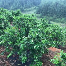 赣南脐橙高品质果实地考察