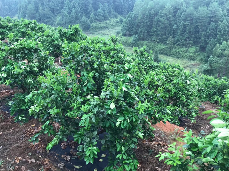 赣南脐橙高品质果实地考察