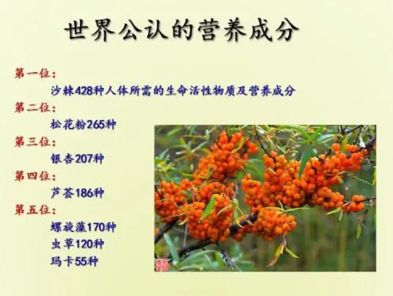 【热卖】沙棘果纯野生沙棘果枝条十到15公分