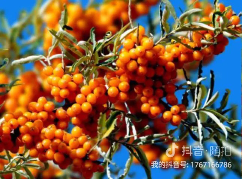 【热卖】沙棘果纯野生沙棘果枝条十到15公分