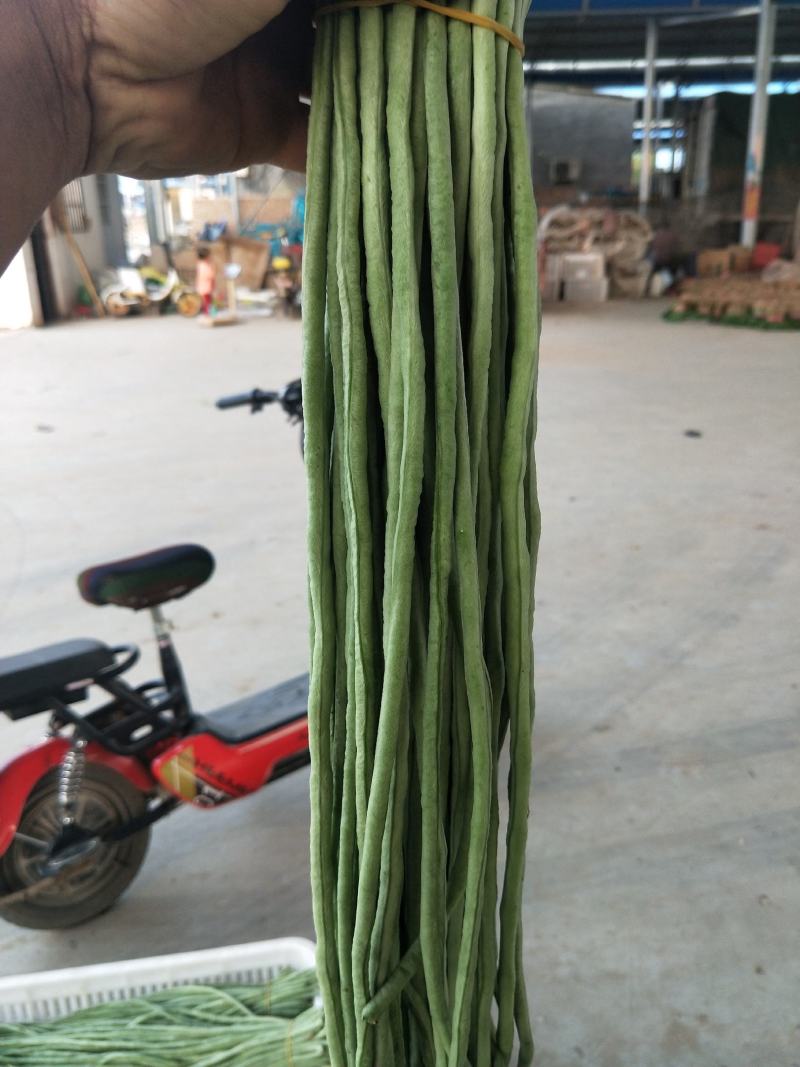 【优质豇豆】河南豆角安阳滑县长豆角大量上市了