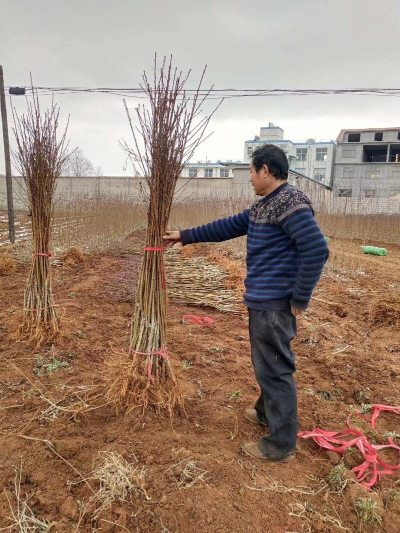 石榴苗，软籽石榴苗。中农红软籽石榴苗，自家苗圃培育出售